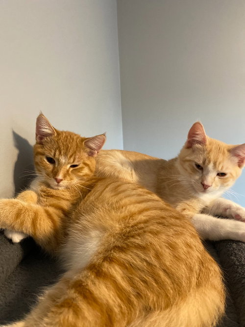 Tweedle / Dum, a cat for adoption from Pet Haven Inc. of MN
