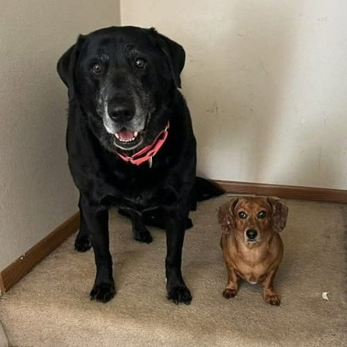 Chase / Maci, a dog for adoption from Pet Haven Inc. of MN