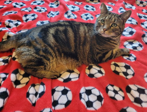 Champa, a cat for adoption from Pet Haven Inc. of MN