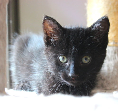 Moxy - Pending Adoption, a cat for adoption from Pet Haven Inc. of MN