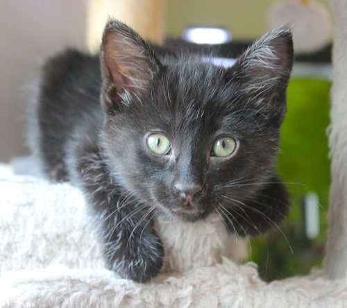 Photo 2 of Moxy - Pending Adoption