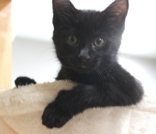 Photo 3 of Moxy - Pending Adoption