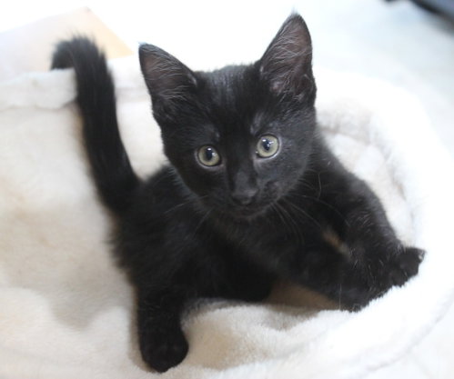 Photo 4 of Moxy - Pending Adoption