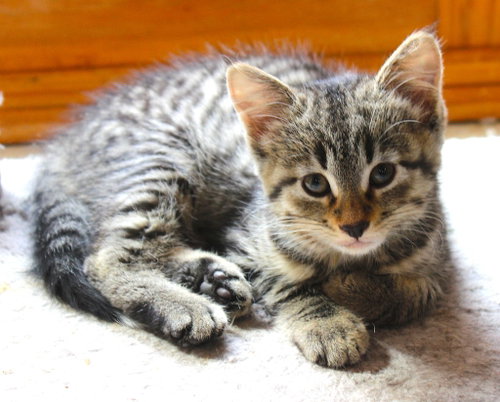 Noxy - Pending Adoption, a cat for adoption from Pet Haven Inc. of MN