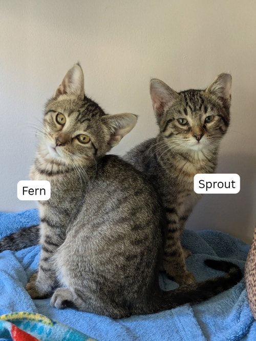 Sprout / Fern, a cat for adoption from Pet Haven Inc. of MN