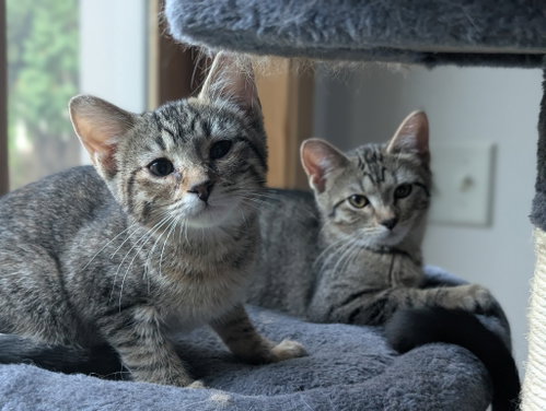 Photo 4 of Sprout / Fern