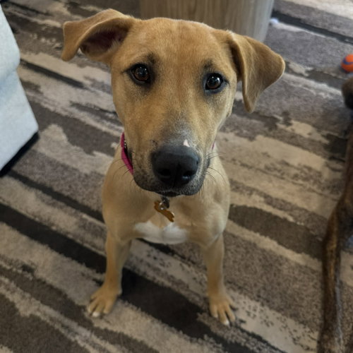 Pooh Bear, a dog for adoption from Pet Haven Inc. of MN