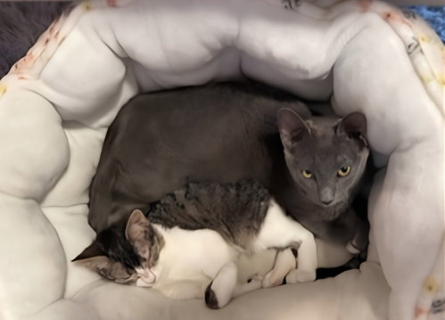 Maxie / Mila, a cat for adoption from Pet Haven Inc. of MN