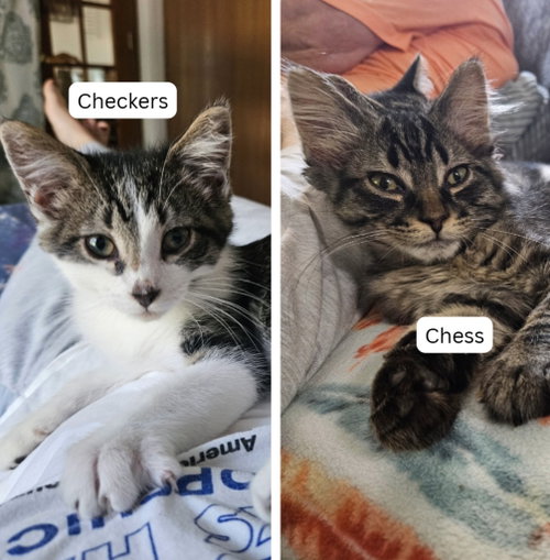 Checkers / Chess, a cat for adoption from Pet Haven Inc. of MN