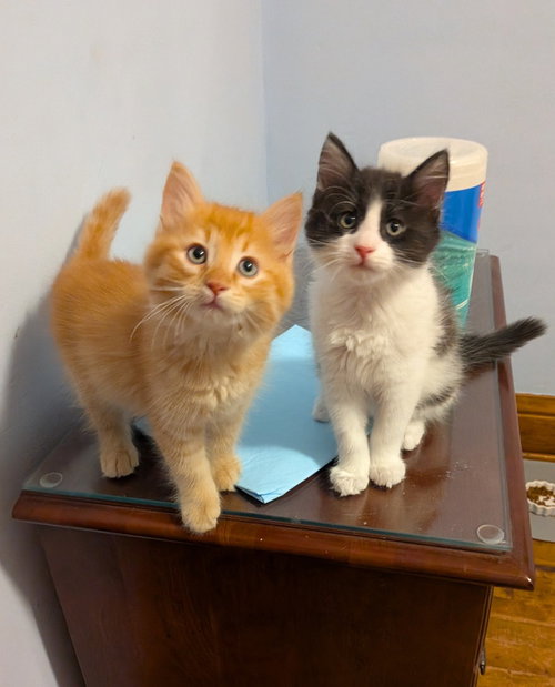 Jif - Pending Adoption / Skippy - Pending Adoption, a cat for adoption from Pet Haven Inc. of MN