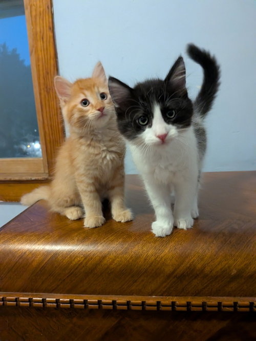 Photo 2 of Jif - Pending Adoption / Skippy - Pending Adoption