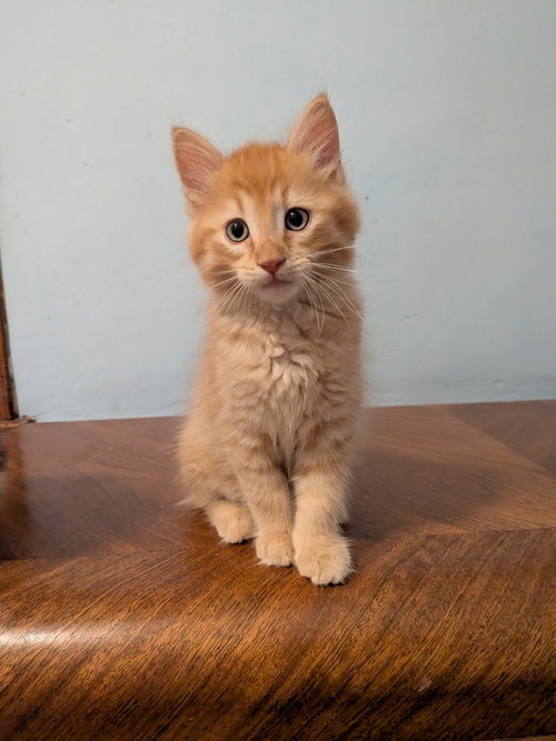Photo 3 of Jif - Pending Adoption / Skippy - Pending Adoption