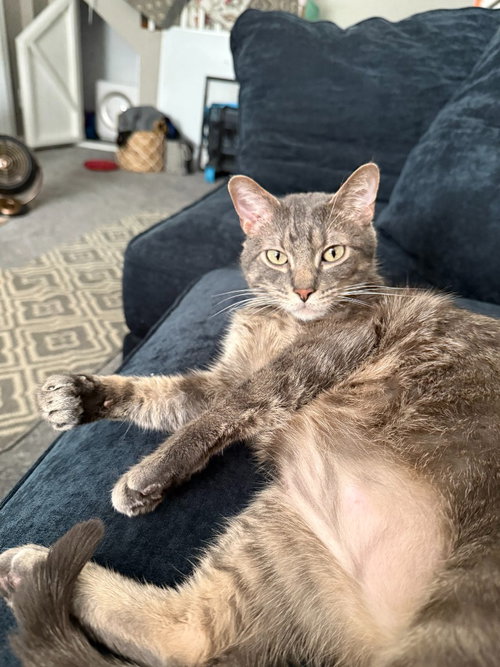 Purcy, a cat for adoption from Pet Haven Inc. of MN