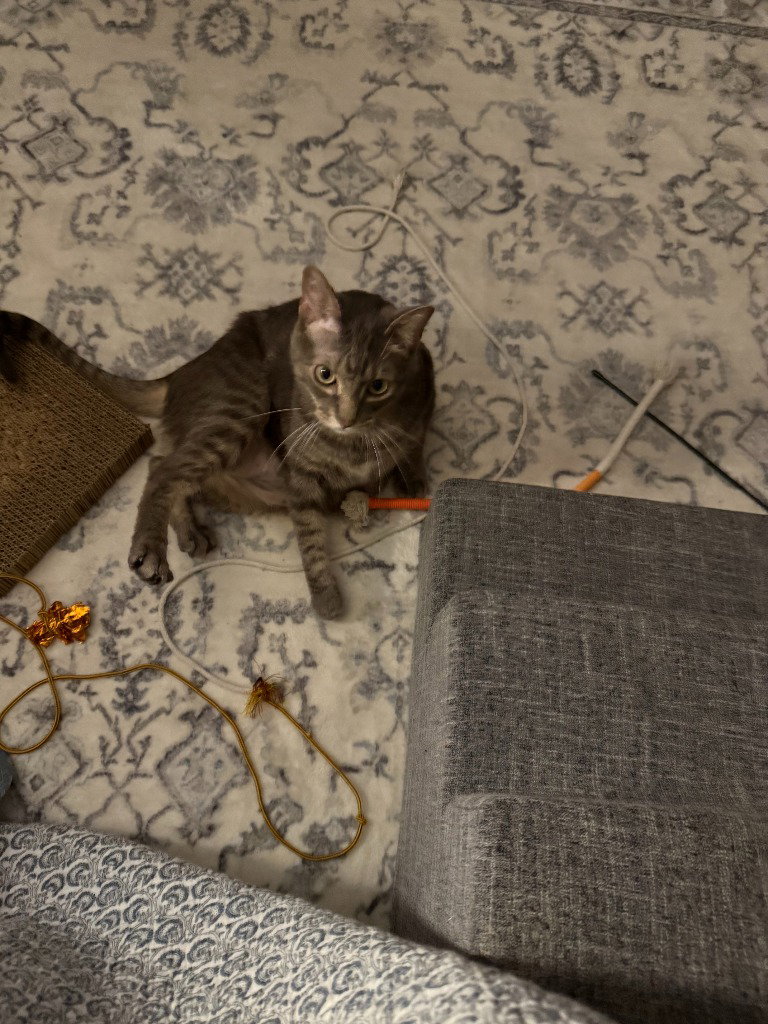 Purcy, photo 3