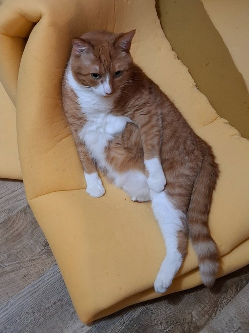 Photo 2 of Gus