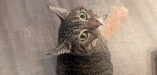 Mushie, a cat for adoption from Pet Haven Inc. of MN