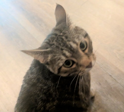 Photo 2 of Mushie