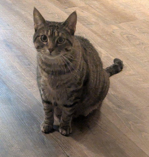 Photo 4 of Mushie