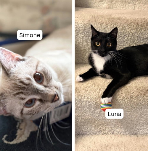 Simone / Luna, a cat for adoption from Pet Haven Inc. of MN