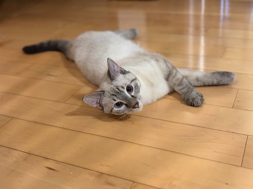 Photo 3 of Simone / Luna