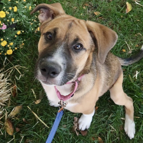 Diamond, a dog for adoption from Pet Haven Inc. of MN