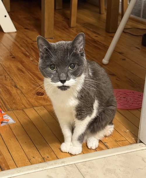 Florence, a cat for adoption from Pet Haven Inc. of MN