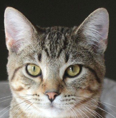 Roald, a cat for adoption from Pet Haven Inc. of MN