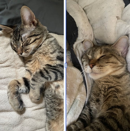 Morris / Mavis, a cat for adoption from Pet Haven Inc. of MN