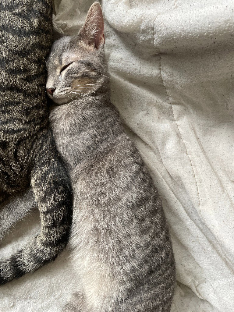 Milo / Matty, photo 2