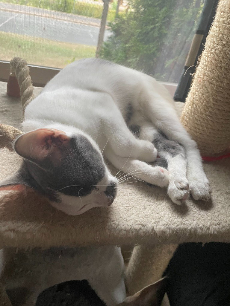 Milo / Matty, photo 4