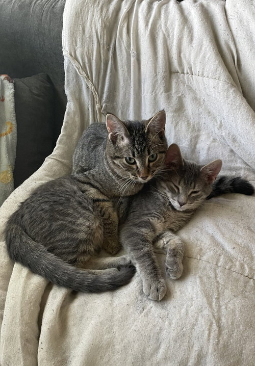 Monty / Mason, a cat for adoption from Pet Haven Inc. of MN