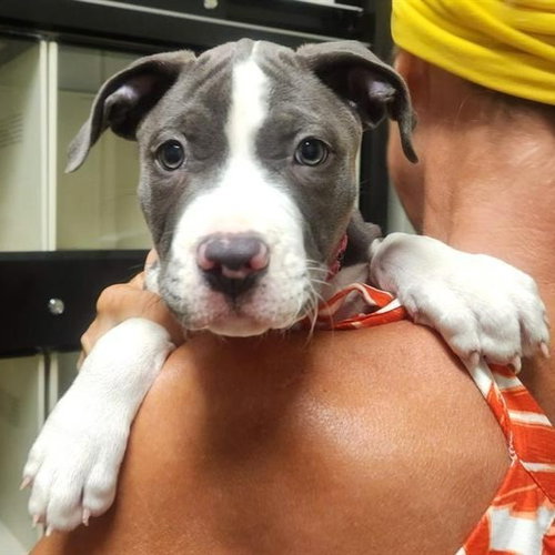 Mr. Worldwide - Pending Adoption, a dog for adoption from Pet Haven Inc. of MN