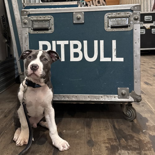 Photo 2 of Mr. Worldwide - Pending Adoption