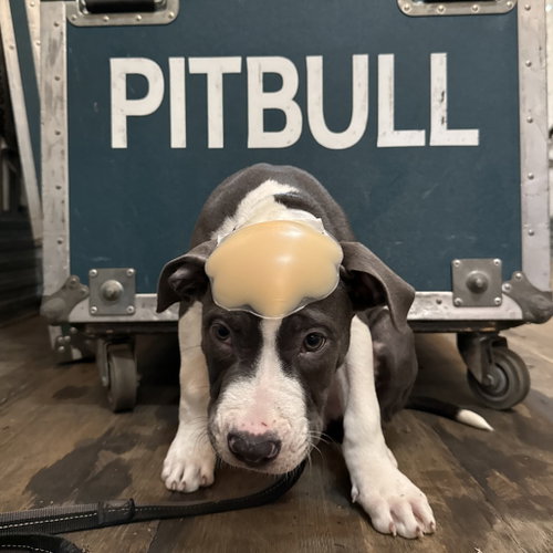 Photo 3 of Mr. Worldwide - Pending Adoption