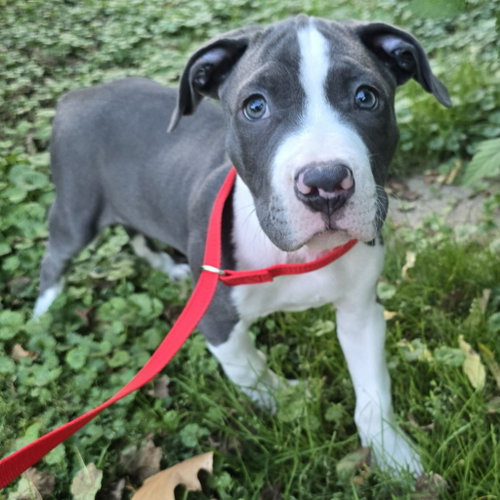 Photo 4 of Mr. Worldwide - Pending Adoption