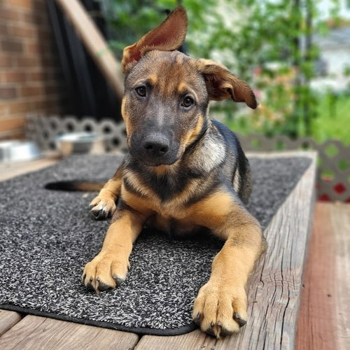 Ryker, a dog for adoption from Pet Haven Inc. of MN