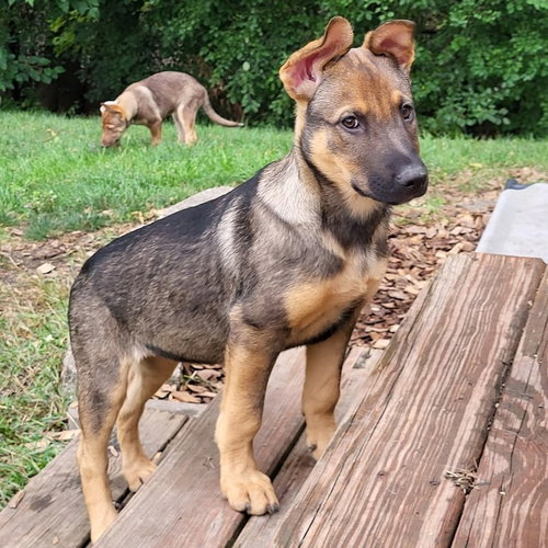 Photo 3 of Ryker