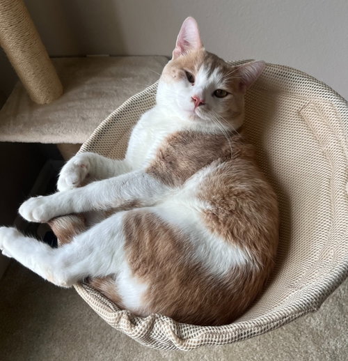 Mr. Puffles, a cat for adoption from Pet Haven Inc. of MN