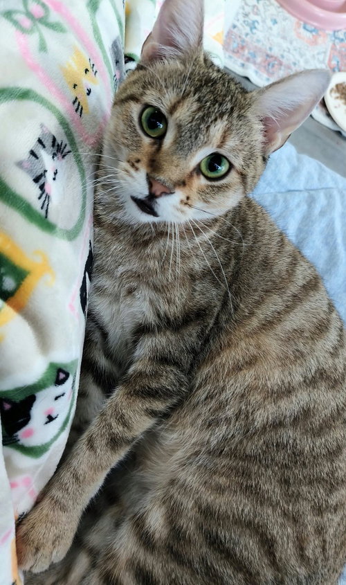 Nixie, a cat for adoption from Pet Haven Inc. of MN