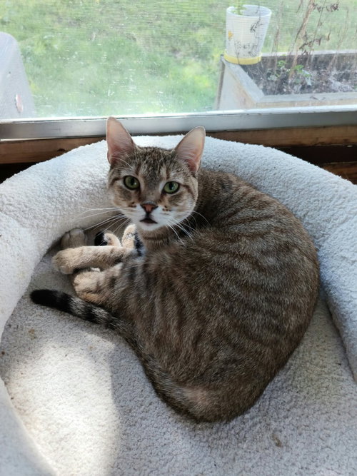 Photo 2 of Nixie