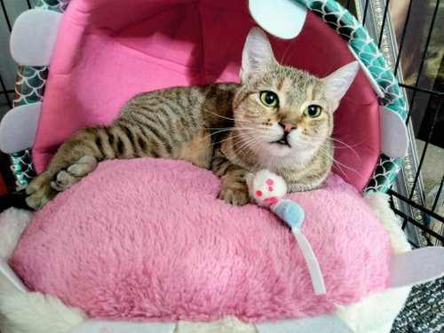 Photo 3 of Nixie