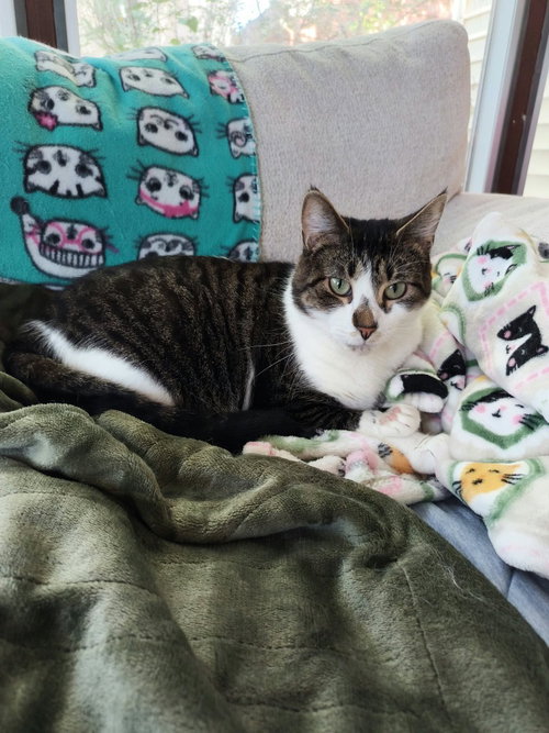 Photo 2 of Gizmo / Gremlin