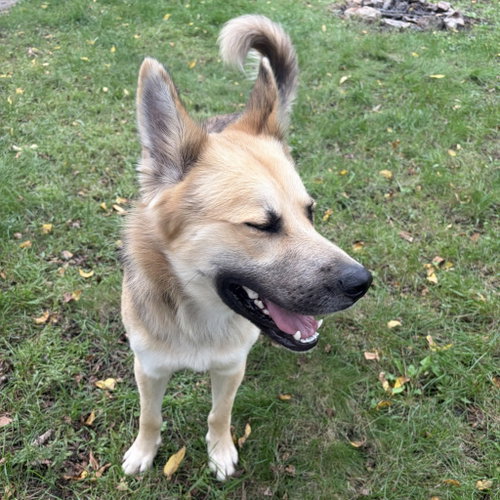 Chase, a dog for adoption from Pet Haven Inc. of MN