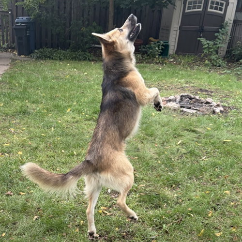 Photo 3 of Chase