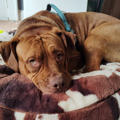 Rupert, a dog for adoption from Pet Haven Inc. of MN