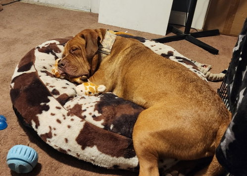 Photo 2 of Rupert
