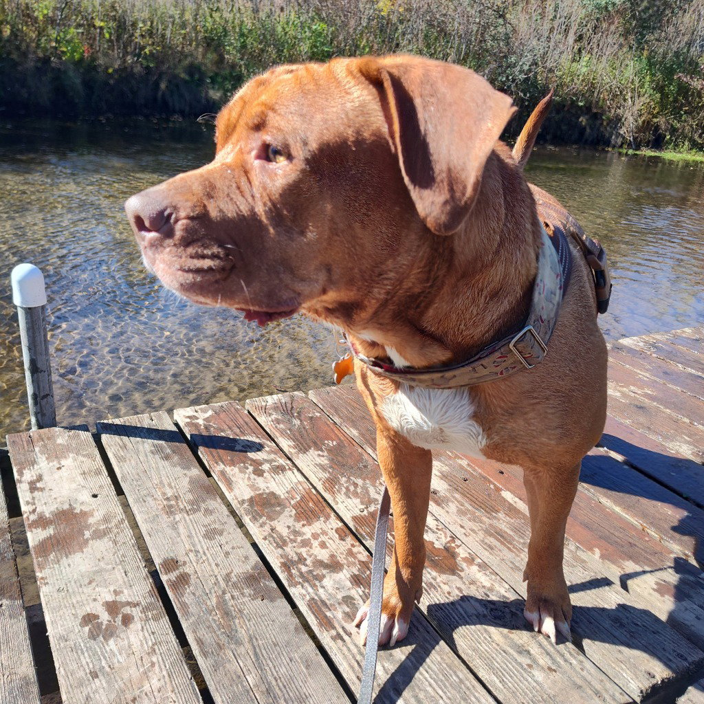 Rupert, photo 4