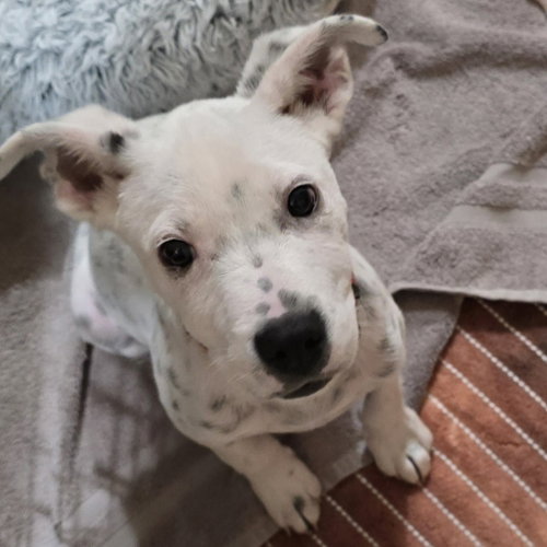 Dale - Pending Adoption, a dog for adoption from Pet Haven Inc. of MN