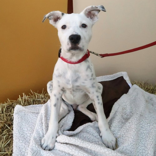 Photo 2 of Dale - Pending Adoption