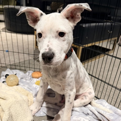 Photo 3 of Dale - Pending Adoption